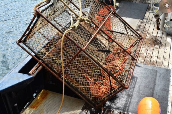 crab-net-1200 crab-net-1200