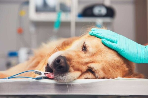 dog-in-vet-1200 dog on vets table