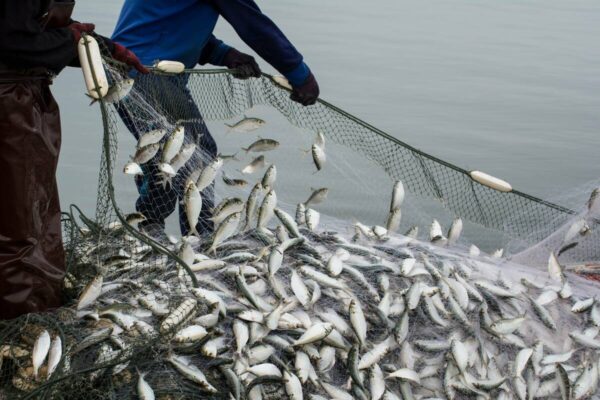 fish-in-net-1200 fish-in-net-1200