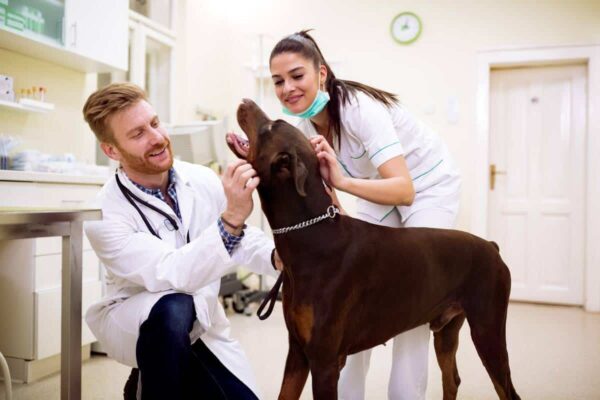 vets-with-dog-1200 vetinary practice